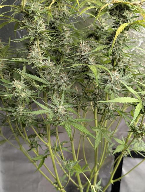 Frosted Guava Auto x3. Week 9