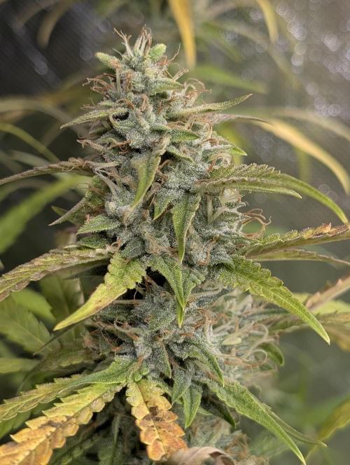 Frosted Guava Auto x3. Week 9