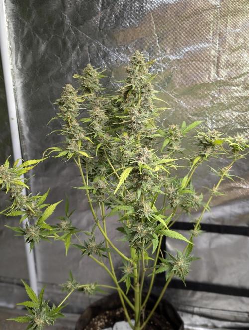 Frosted Guava Auto x3. Week 9 - 3