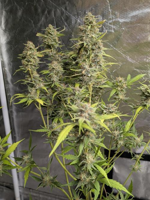 Frosted Guava Auto x3. Week 9