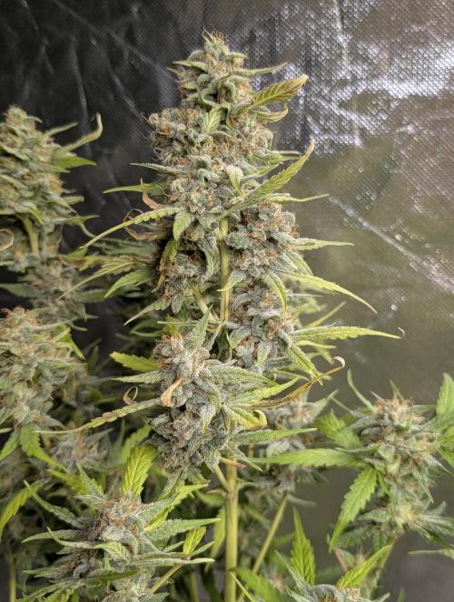 Frosted Guava Auto x3. Week 9