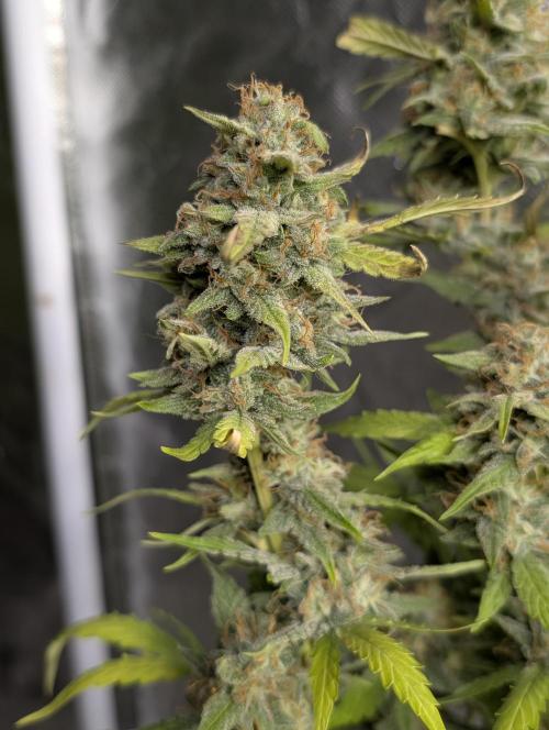 Frosted Guava Auto x3. Week 9