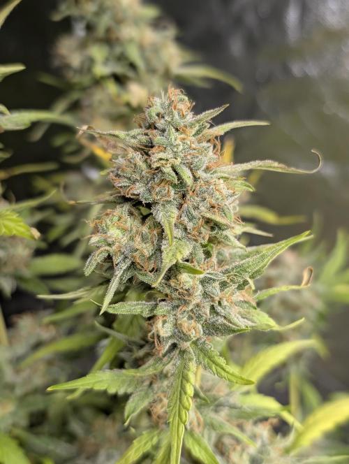 Frosted Guava Auto x3. Week 9