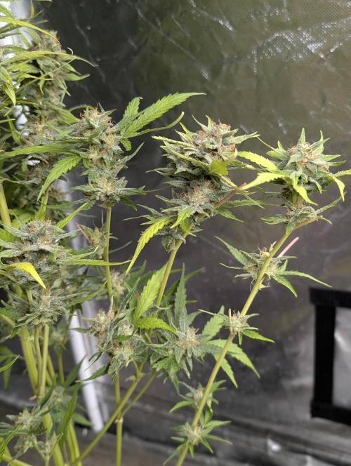 Frosted Guava Auto x3. Week 9