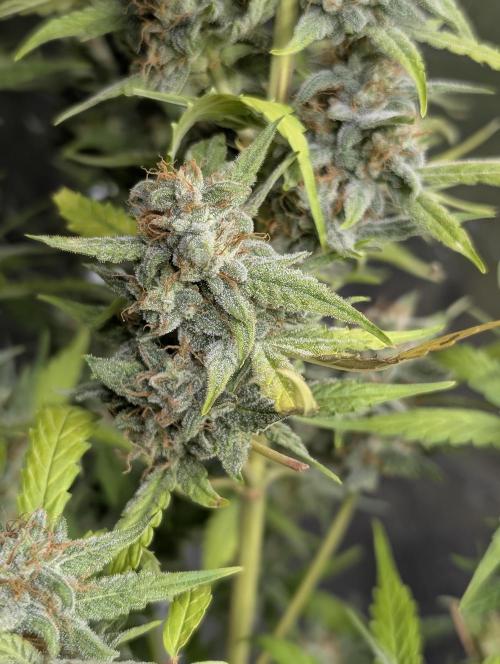 Frosted Guava Auto x3. Week 9