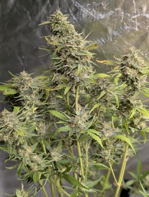 Frosted Guava Auto x3. Week 9