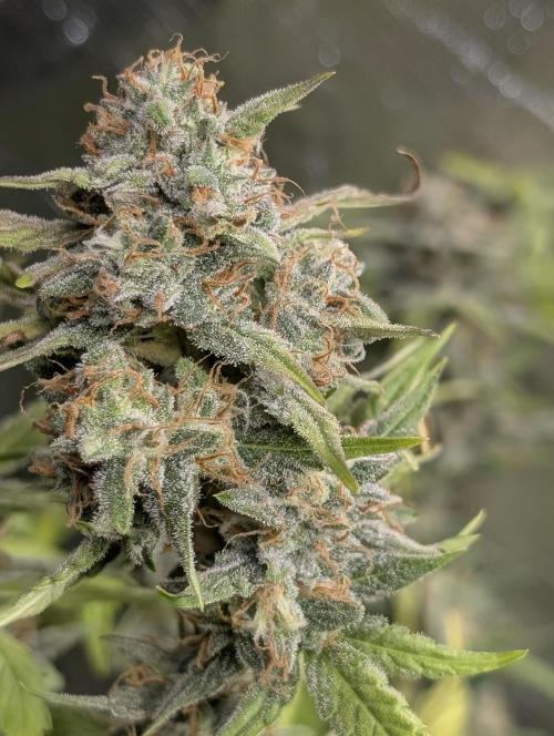 Frosted Guava Auto x3. Week 9