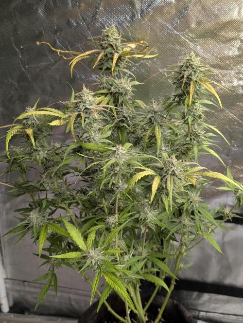 Frosted Guava Auto x3. Week 9 - 1