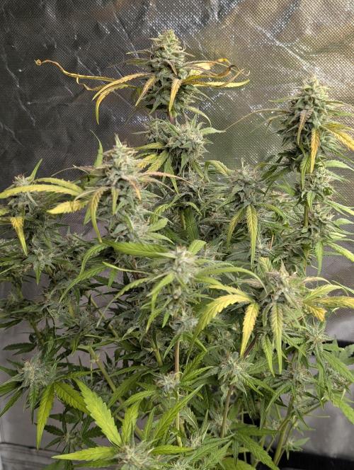 Frosted Guava Auto x3. Week 9