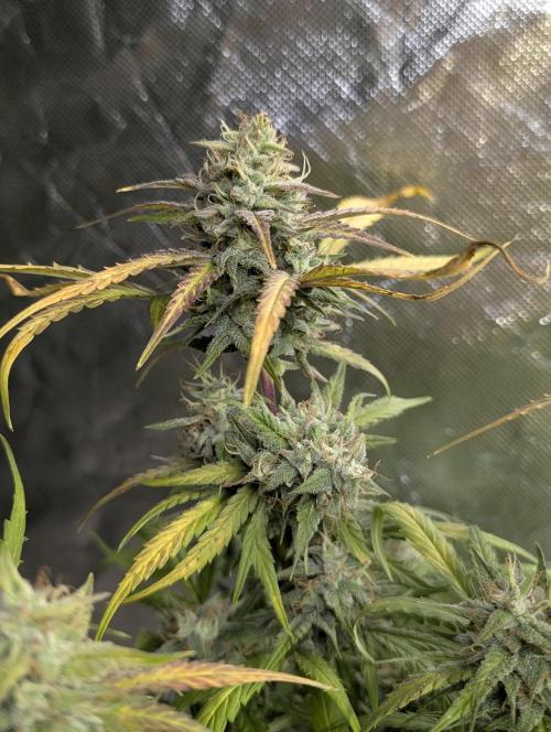 Frosted Guava Auto x3. Week 9