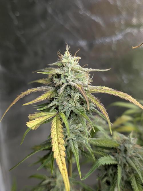 Frosted Guava Auto x3. Week 9