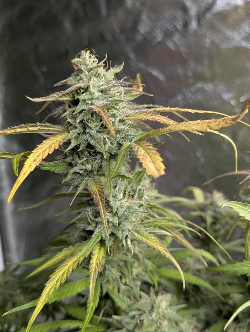 Frosted Guava Auto x3. Week 9