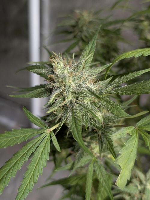 Frosted Guava Auto x3. Week 9
