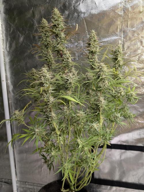 Frosted Guava Auto x3. Week 9 - 2