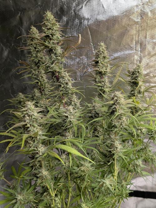 Frosted Guava Auto x3. Week 9