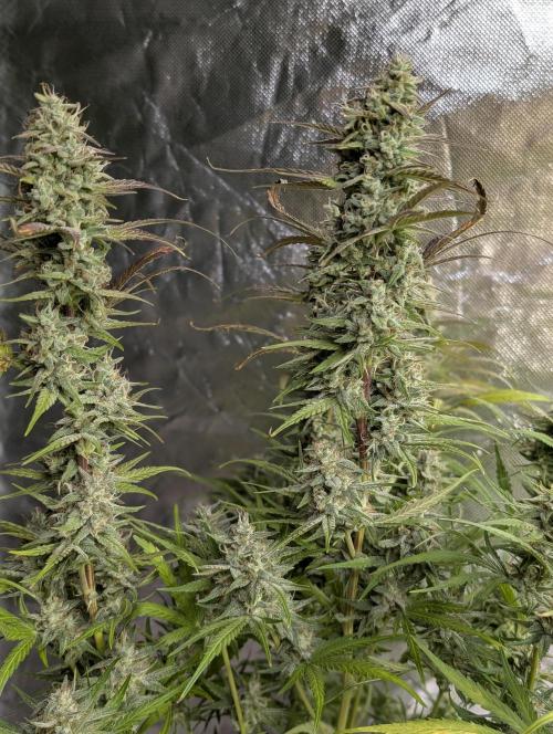 Frosted Guava Auto x3. Week 9