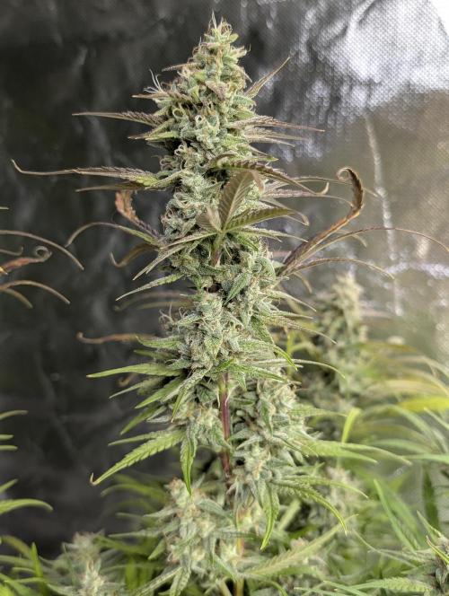 Frosted Guava Auto x3. Week 9