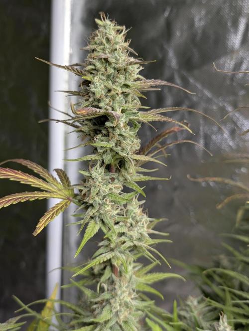 Frosted Guava Auto x3. Week 9