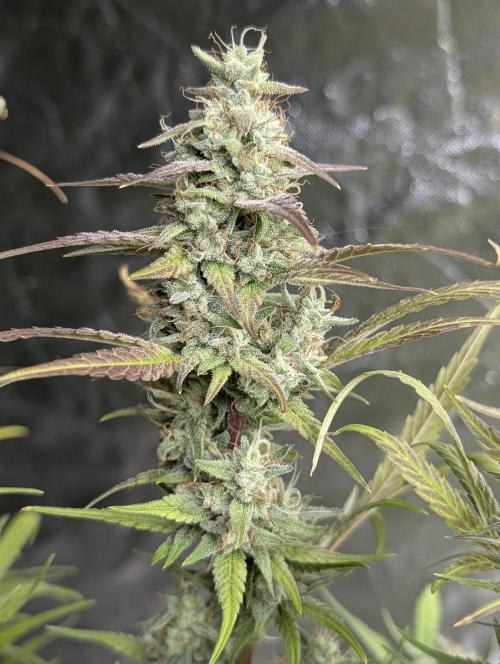 Frosted Guava Auto x3. Week 9
