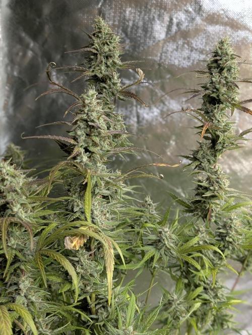 Frosted Guava Auto x3. Week 9