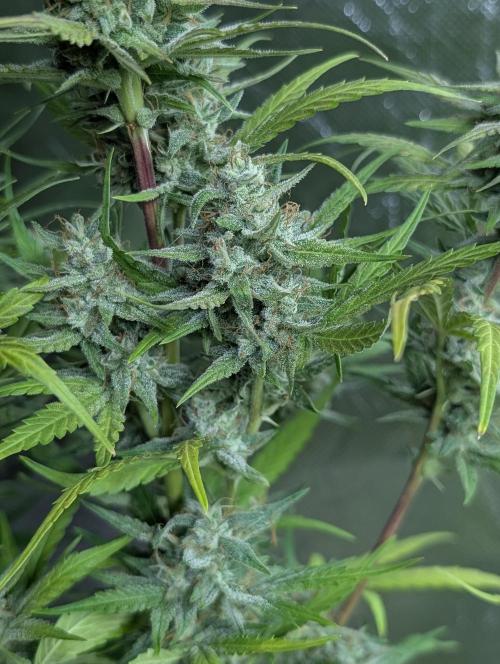 Frosted Guava Auto x3. Week 9
