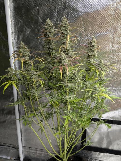 Frosted Guava Auto x3. Week 9 - 3