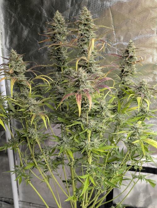 Frosted Guava Auto x3. Week 9