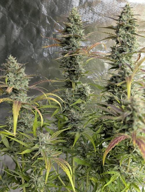 Frosted Guava Auto x3. Week 9