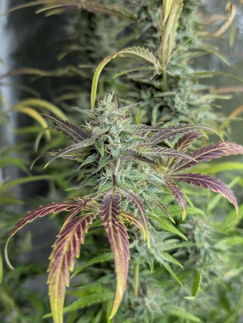 Frosted Guava Auto x3. Week 9