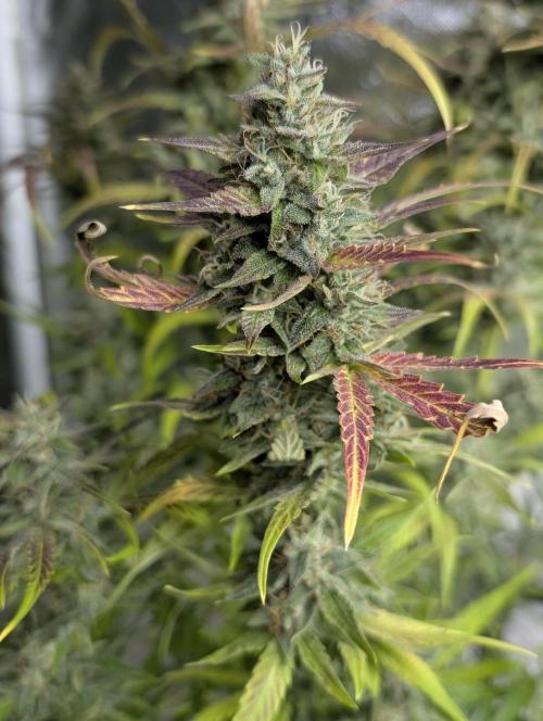 Frosted Guava Auto x3. Week 9