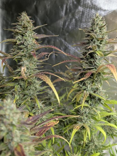 Frosted Guava Auto x3. Week 9