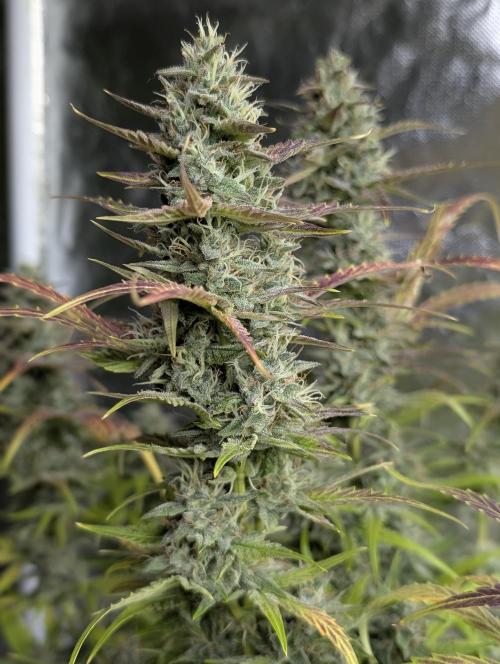 Frosted Guava Auto x3. Week 9