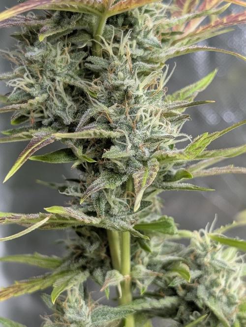 Frosted Guava Auto x3. Week 9