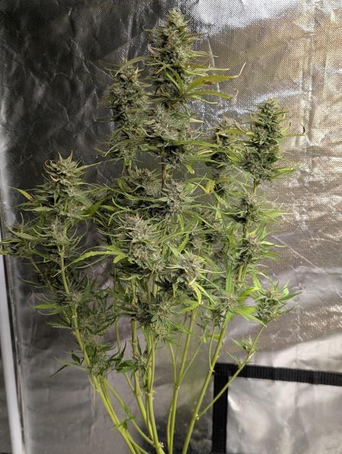 Frosted Guava Auto x2. Week 9 - 1