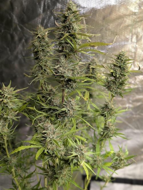 Frosted Guava Auto x2. Week 9