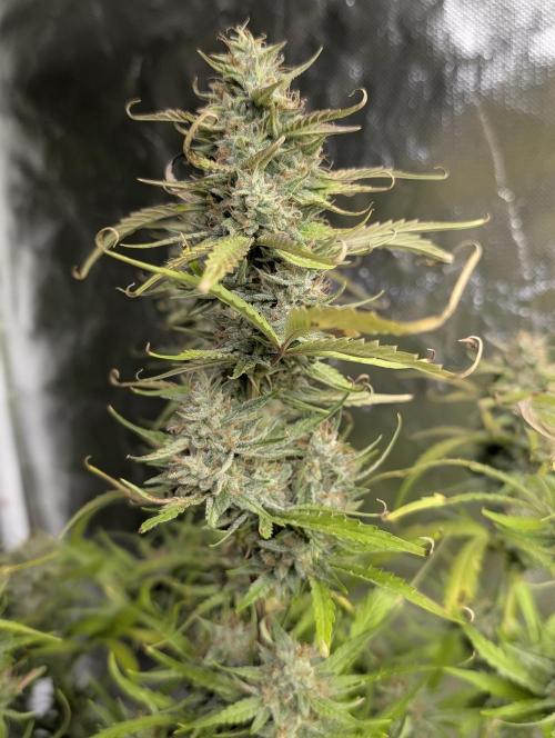 Frosted Guava Auto x2. Week 9