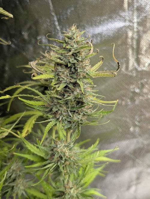 Frosted Guava Auto x2. Week 9