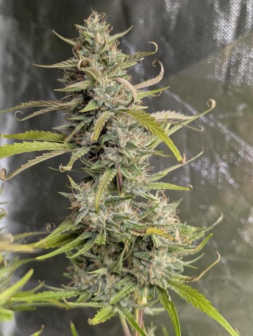 Frosted Guava Auto x2. Week 9