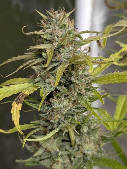 Frosted Guava Auto x2. Week 9