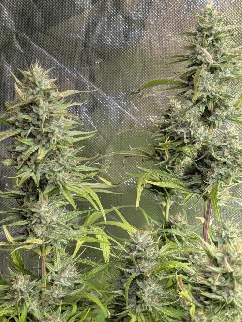 Frosted Guava Auto x2. Week 9
