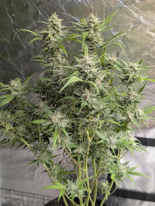 Frosted Guava Auto x2. Week 9 - 2
