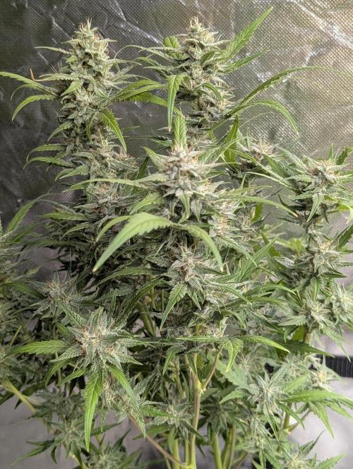 Frosted Guava Auto x2. Week 9