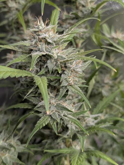 Frosted Guava Auto x2. Week 9