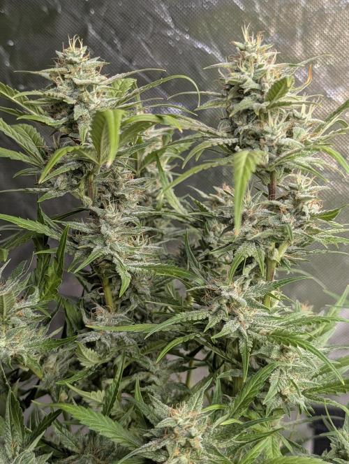 Frosted Guava Auto x2. Week 9