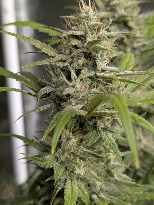 Frosted Guava Auto x2. Week 9