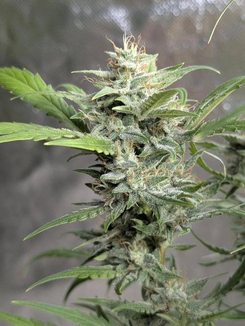 Frosted Guava Auto x2. Week 9
