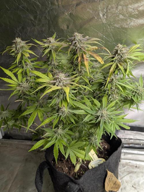 Guava X Gelato 41 x4. Week 9 - 1