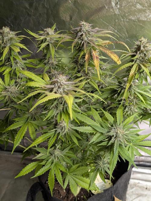 Guava X Gelato 41 x4. Week 9