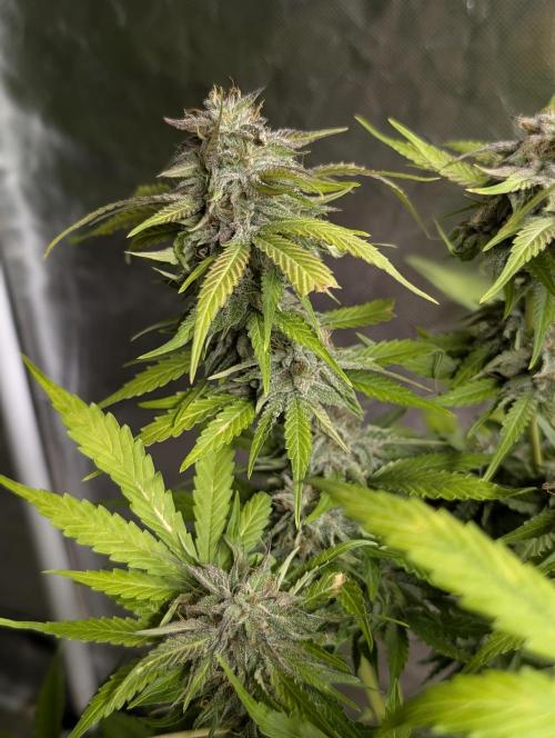 Guava X Gelato 41 x4. Week 9