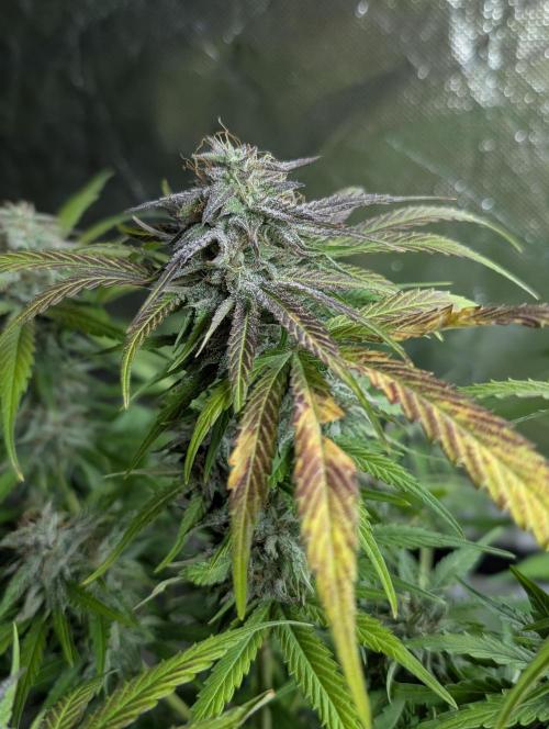 Guava X Gelato 41 x4. Week 9